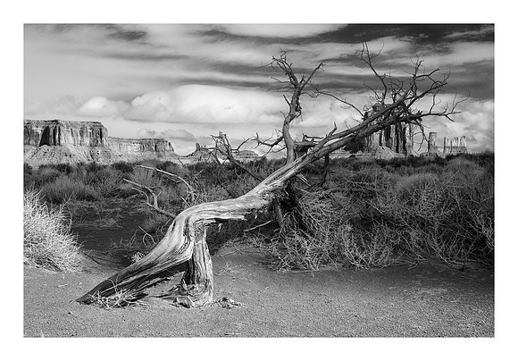 The Fallen
